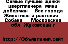 Самые лучшие щенки цвергпинчера (мини доберман) - Все города Животные и растения » Собаки   . Московская обл.,Жуковский г.